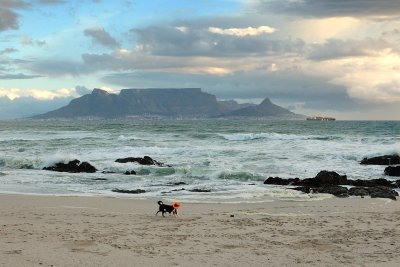Table Mountain with Dog