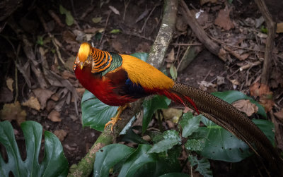 Golden Pheasant 2