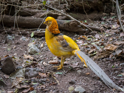 Golden Pheasant