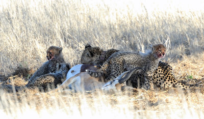 Cheetah Family 