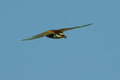 European Bee Eaters shot at Big Bay