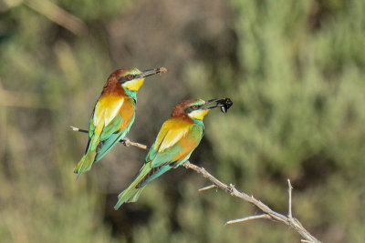 European Bee Eaters shot at Big Bay