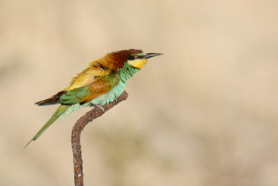 European Bee Eaters shot at Big Bay