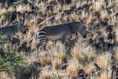 Zebra climbing