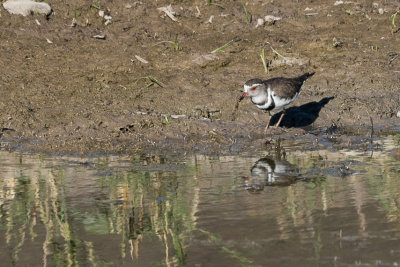 Ringed Plover