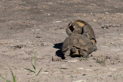 Mountain tortoise mating
