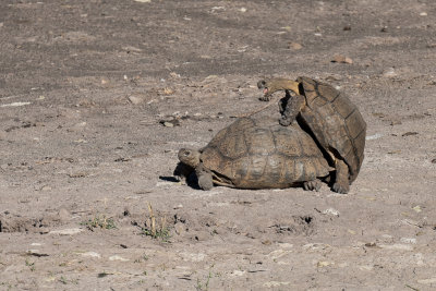 Mountain tortoise mating