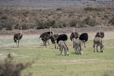 Ostrich and zebra on green patch