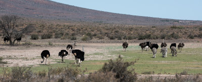 Ostrich and zebra on green patch