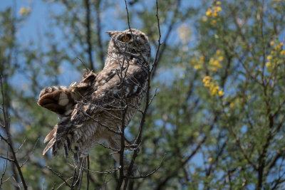 Owl in tree - very uncomfortable