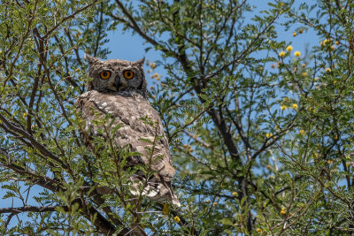 Owl in tree