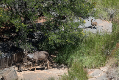 Klipspringer and Kudu