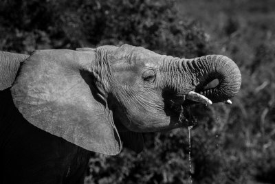 Addo Elephant Drinking