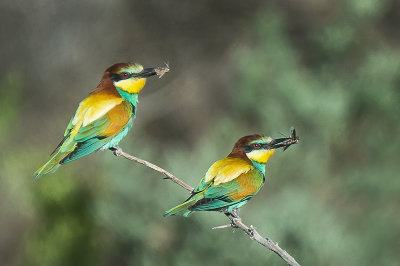 Bee Eaters 1.jpg