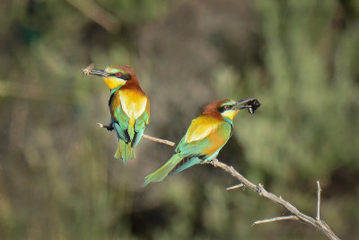 Bee Eaters 6.jpg