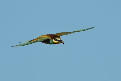 Bee Eaters at Big Bay