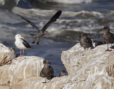 The Birds of Santa Cruz