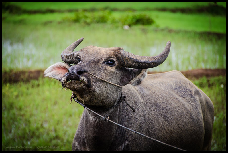 Water buffalo