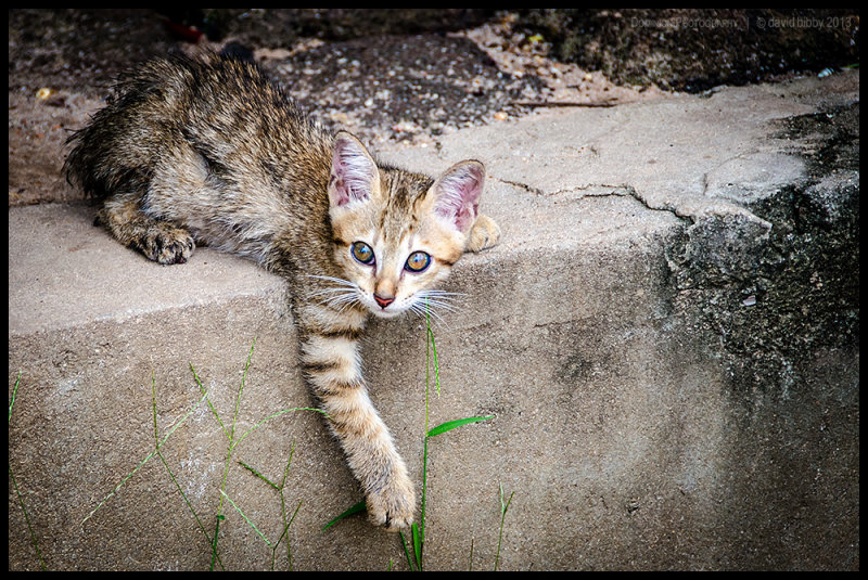 Manky kitten