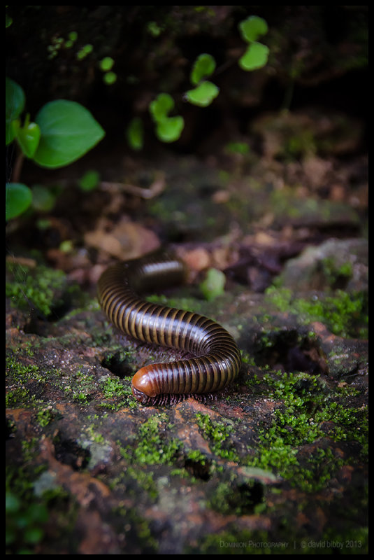 Millipede