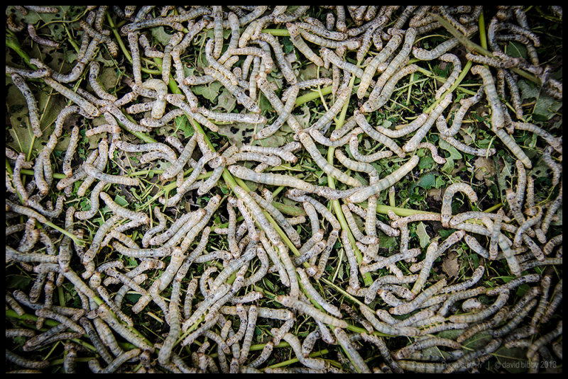 Silk worms - Prek Bang Kong