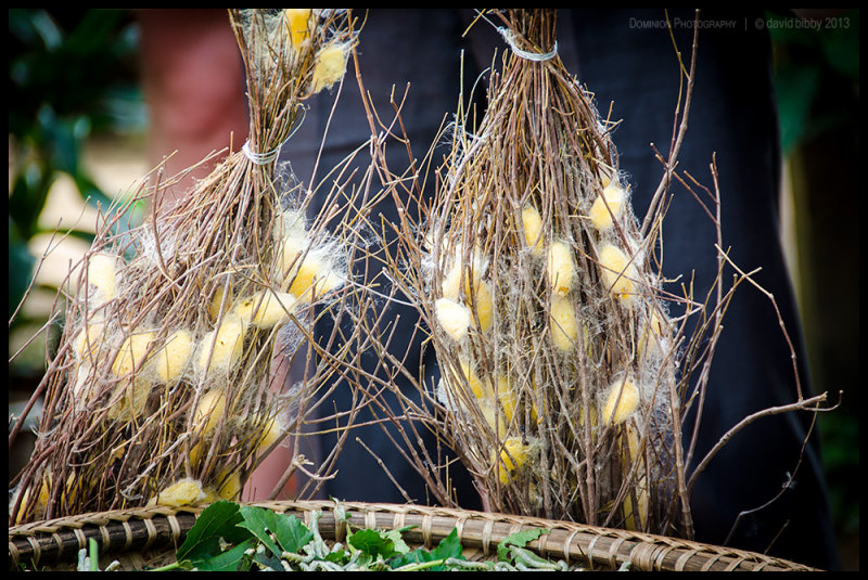 Silk moth cocoons - Prek Bang Kong