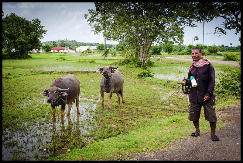 Farmer and buffaloes - Kampong Cham