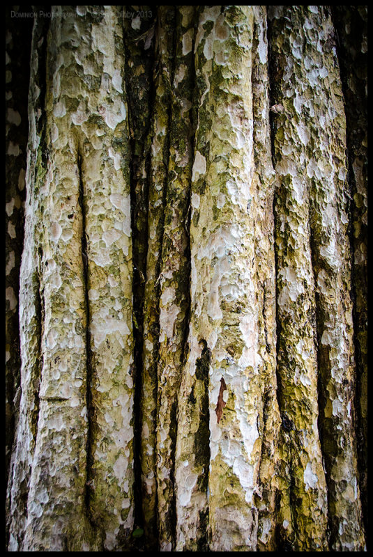 Angkor Thom tree