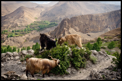 Jharkot goats