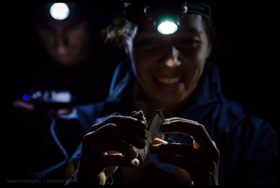 Earthwatch - Melbourne microbats