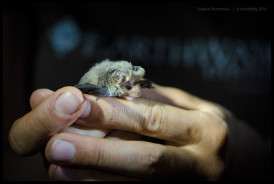 Nigella - Lesser longeared bat