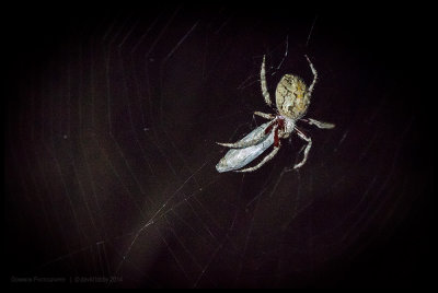 Garden orb-weaving spider with dinner