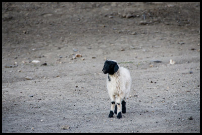 Lamb near Chharka Bhot