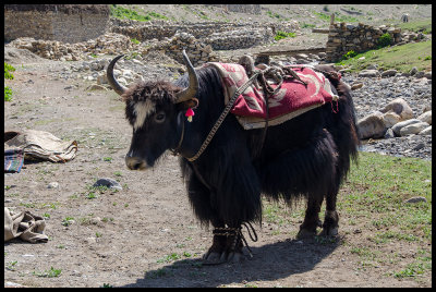 Our first Nepali yaks seem much smaller than their wild Bhutanese cousins
