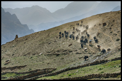 Yak herders return to Dho Tarap