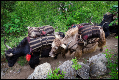 Yaks always have right of way
