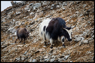 Yak cow and calf