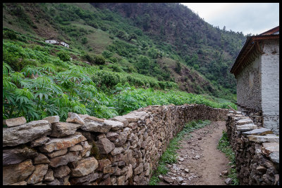 Chaurikot - There's a lot of that plant around here