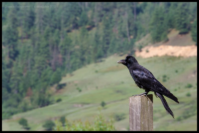 Tibetan raven