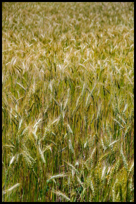Grain fields near Nauri Ghat