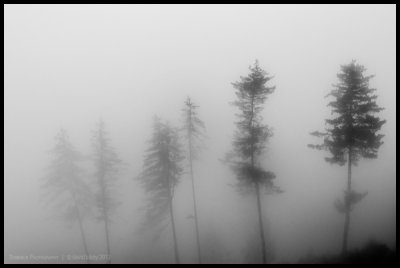 Trekkers in the mist