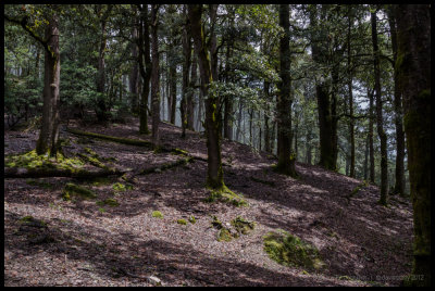 In the forest near Jogimara