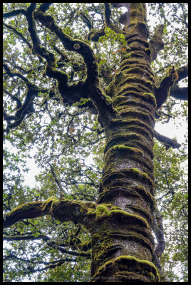 Wrinkly tree