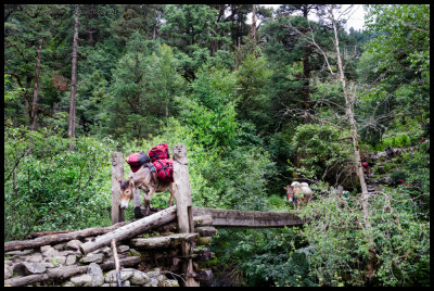 Our mules cross a bridge with character