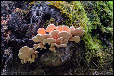Forest fungi 1