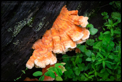 Forest fungi 2