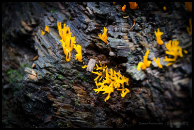Forest fungi 3
