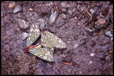 Strange forest moths