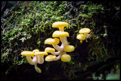 Forest fungi 4