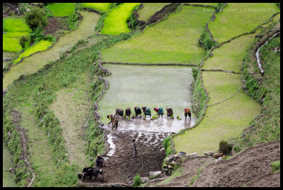 Planting rice 2